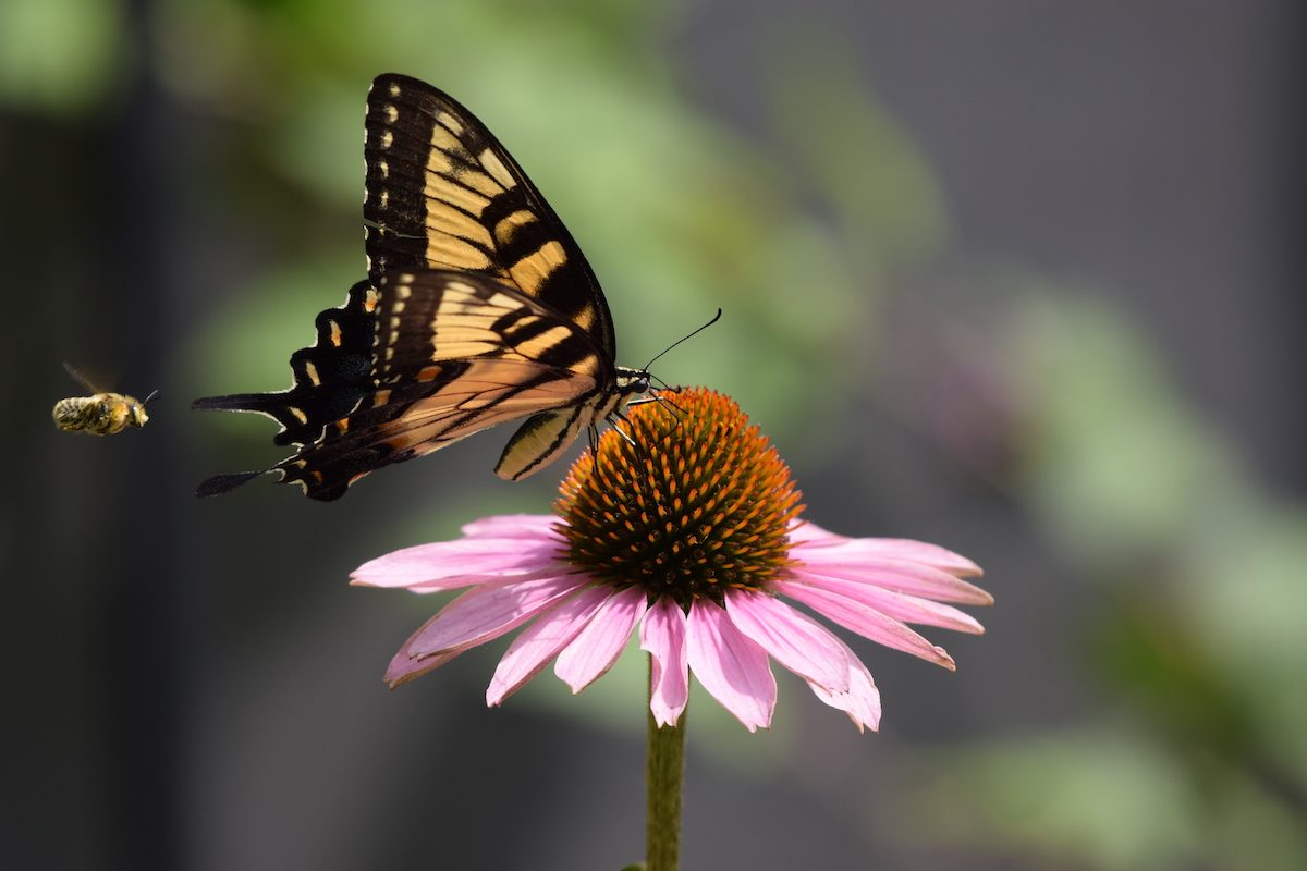 304883013 1 Emily Schmit Bnb Pc 2022, pictures of coneflowers