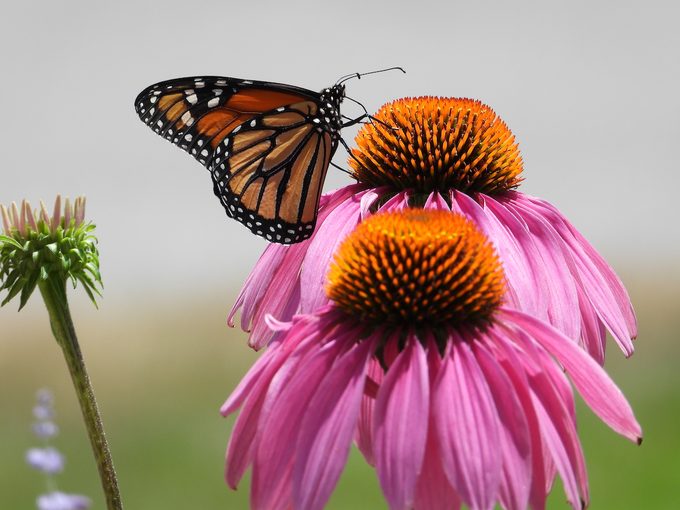 perennial coneflower