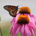 Keep Your Perennial Coneflowers Coming Back Year After Year
