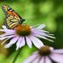 12 Colorful Pictures of Coneflowers in Bloom
