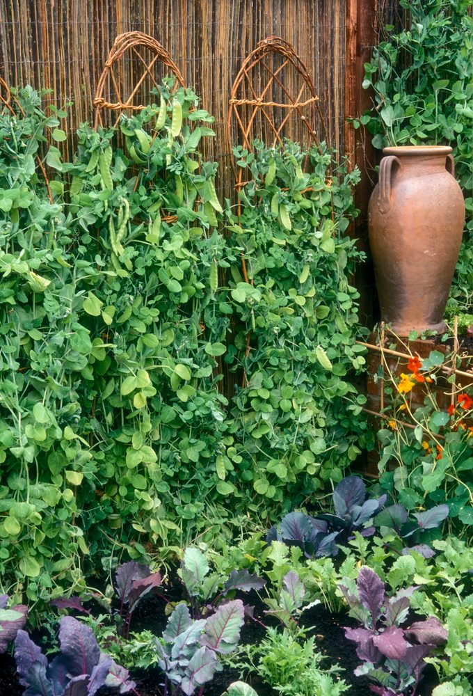 Peas On Pretty Wicker Trellis In Garden