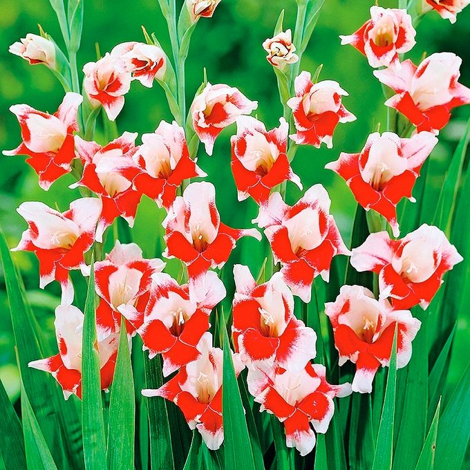 76183 Bizar Gladiolus