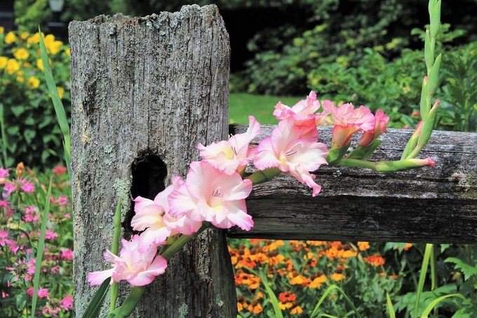 gladiolus flower