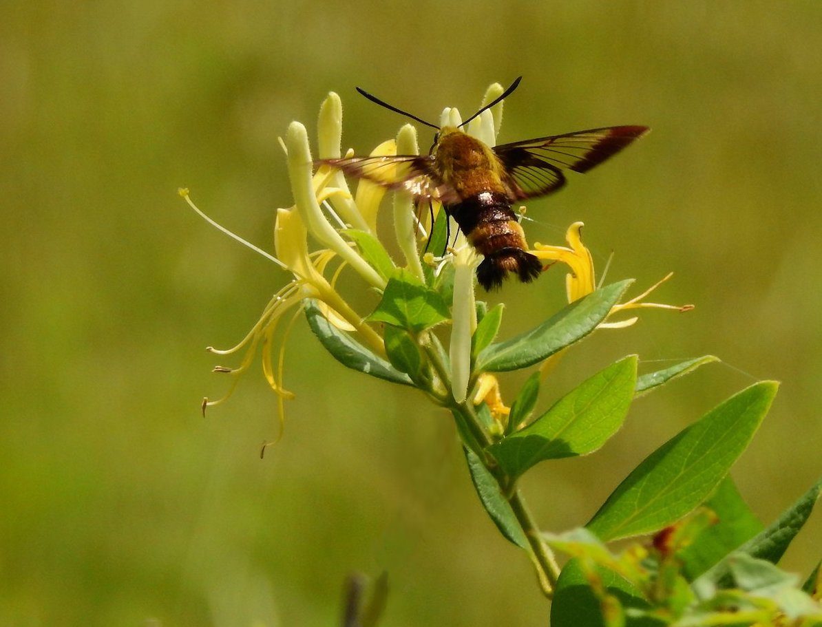 sphinx moth, hummingbird clearwing moth