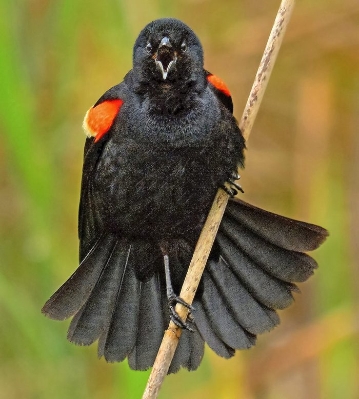 Bnbbyc18 Richard Alvarnaz, grumpy birds