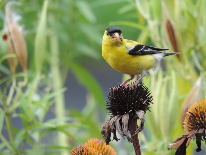 coneflower seeds