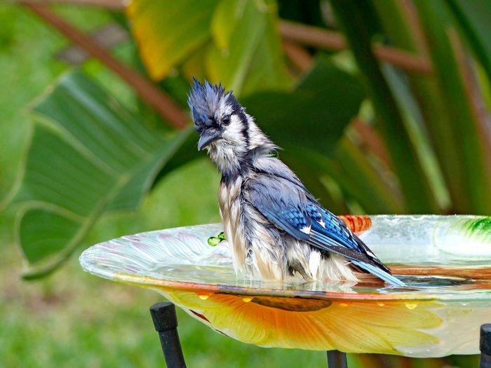 Bnbbyc19 Heather Rothe, grumpy birds