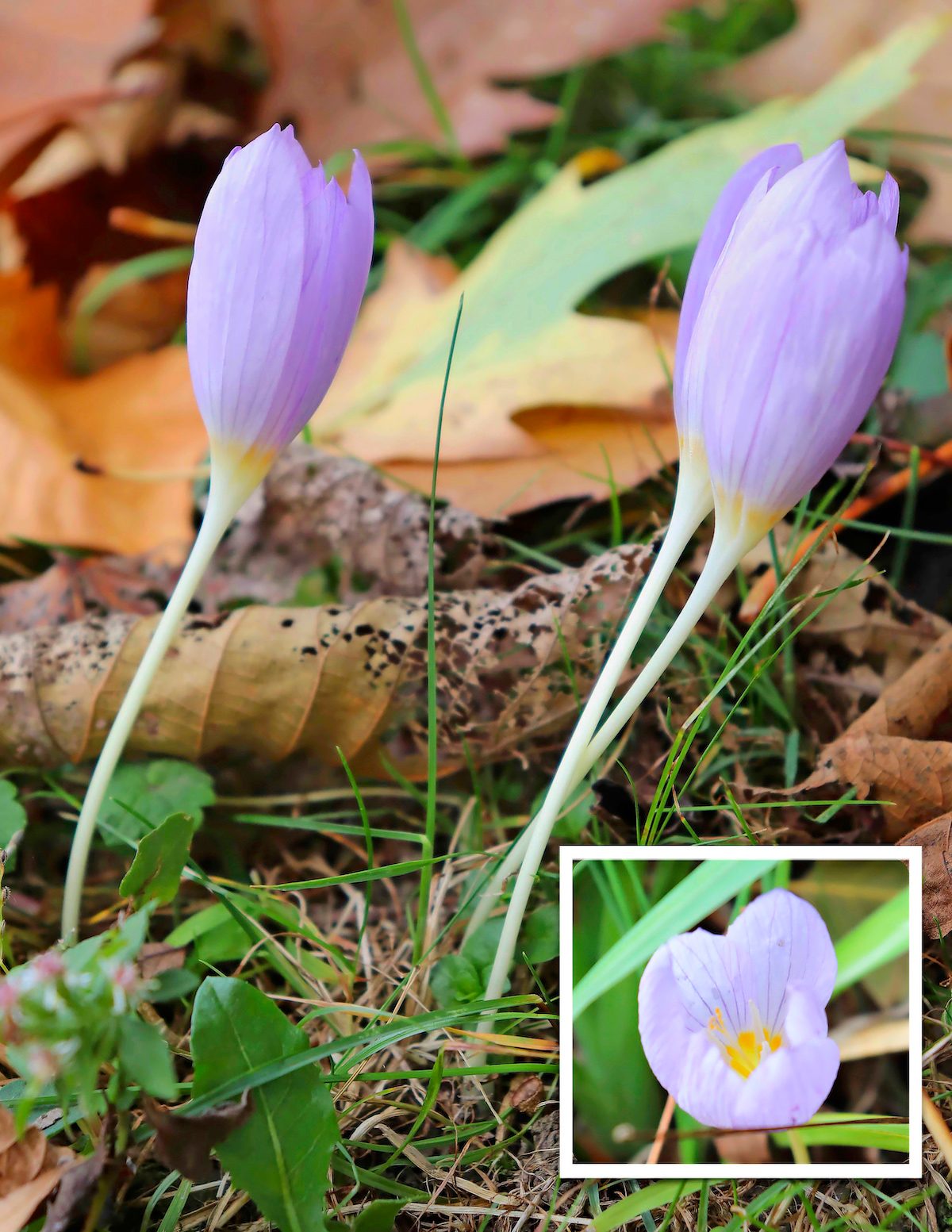 autumn crocus