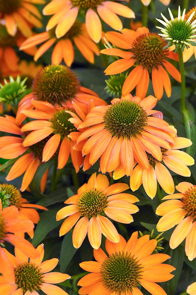 Ball Echinacea Artisan Orange Soft Bloom Bloom