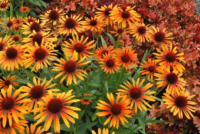 Ball Echinacea Flame Thrower 8b