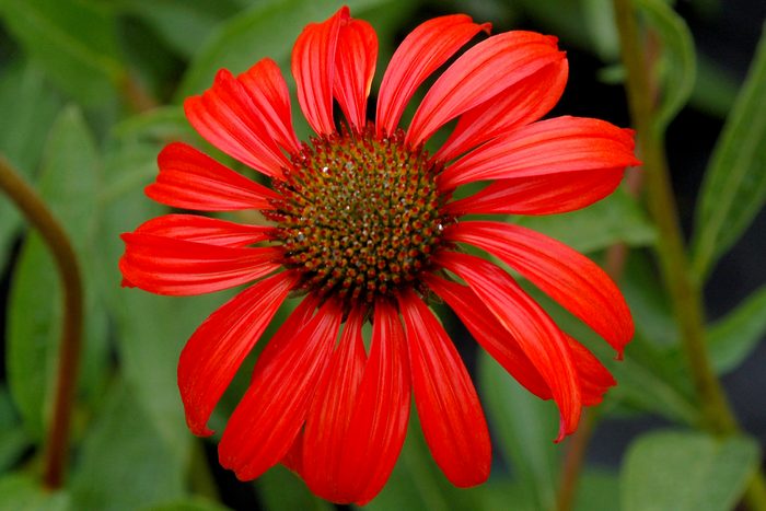 Ball Echinacea Tomato Soup 2b