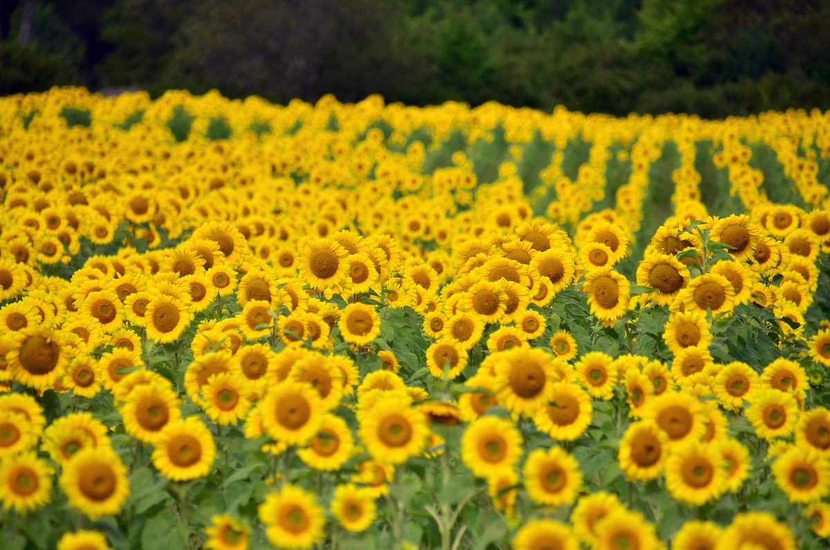 sunflower pictures