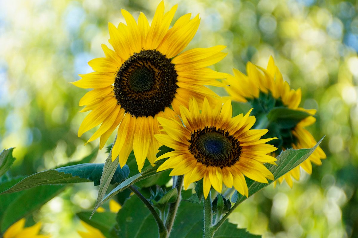 sunflower pictures
