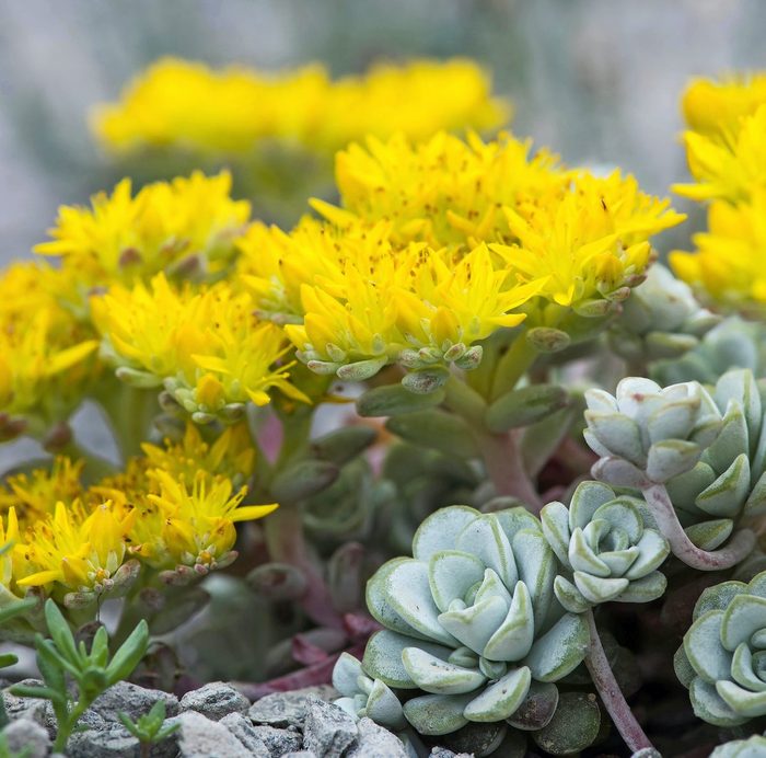 Sedum Spathulifolium 'cape Blanco'. Spoon Leaved Stonecrop 'cape Blanco' With Bright Yellow Flowers