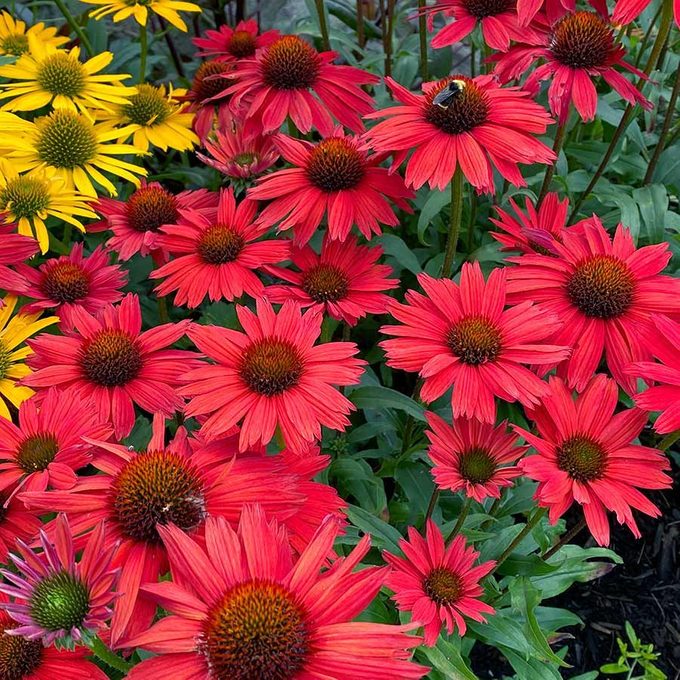 Echinacea Kismet Red 8