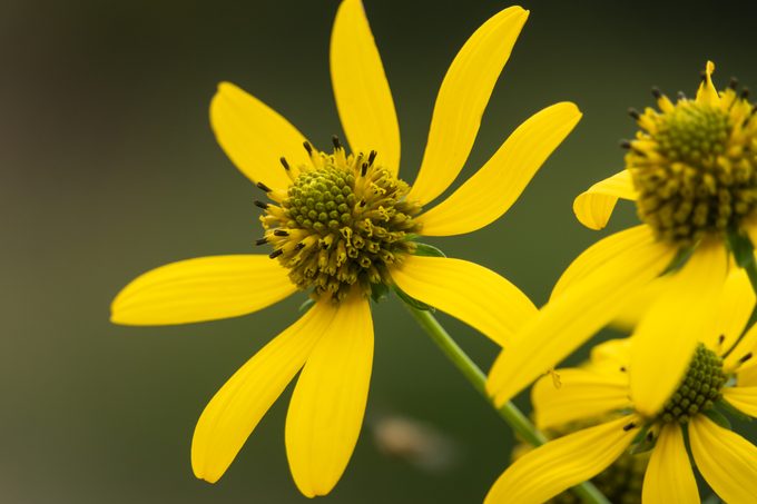 Cutleaf Coneflowers in Bloom in Summer