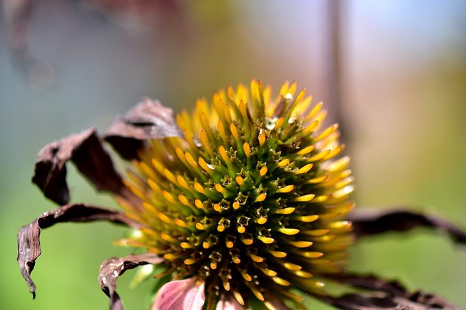 September Coneflower
