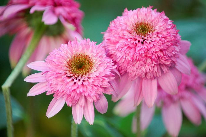 Purpurea Echinacea Pink Double Delight With A Green Blurred Background coneflower varieties