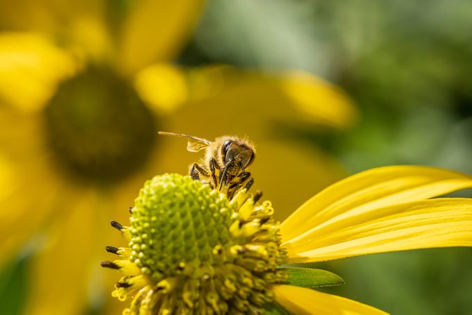 A bee feed on a Cutleaf coneflower (Rudbeckia laciniata) by the river Drava in Danube-Drava National Park (Duna-Dráva National Park), Hungary