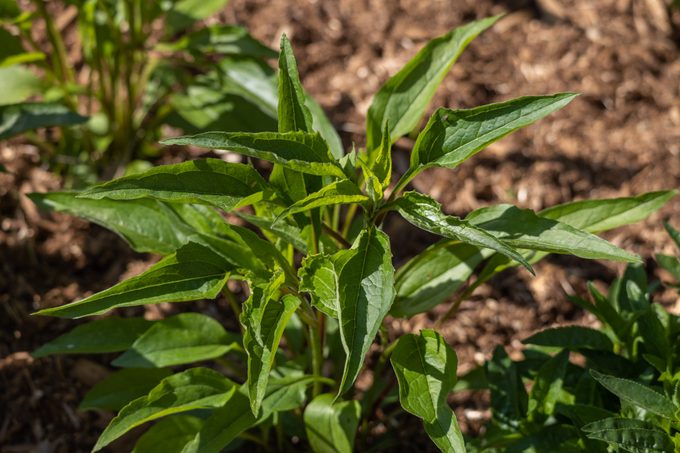 Young coneflower plants sprouting in a sunny garden