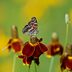 Prairie Coneflower Thrives in Hot, Sunny Spots