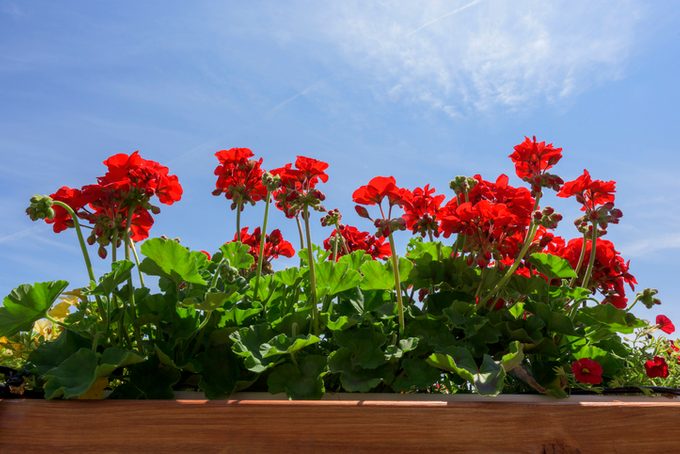 Red Geraniums