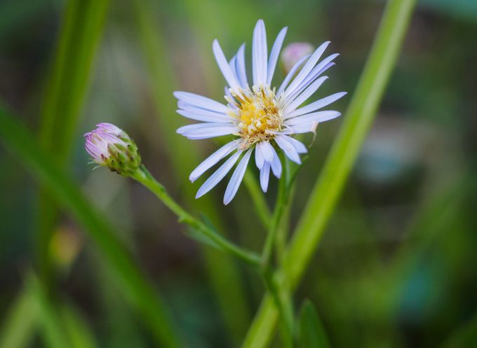 Climbing aster - Ampelaster carolinianus