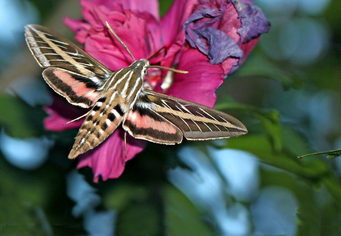 Hummingbirdmoth Katinasmith