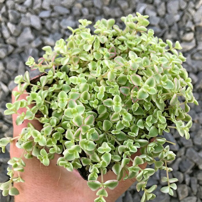 Littleprince Sedum Little Missy 1