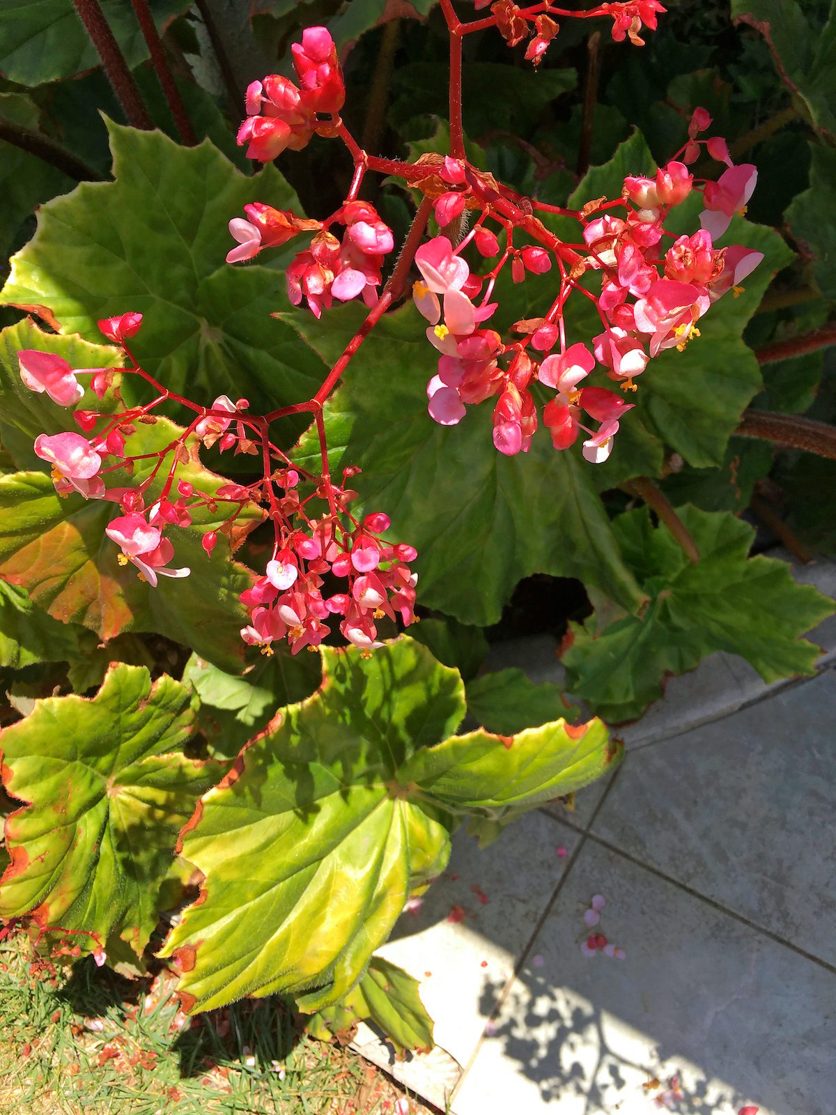 begonia care
