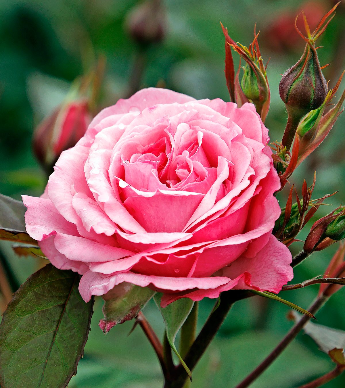Monrovia Heavenly Ascent Rose 44901 14 8194 8441mnc 1