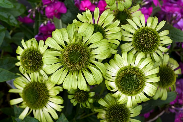 Pw Echinacea Green Jewel Cjw 10 coneflower varieties