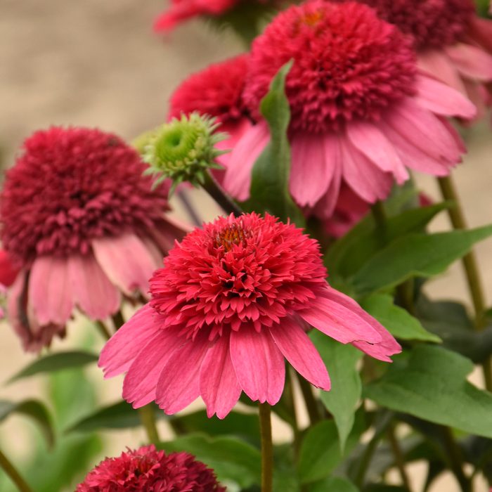 Pw Echinacea Watermelon Sugar Ppaf 0002 High Res
