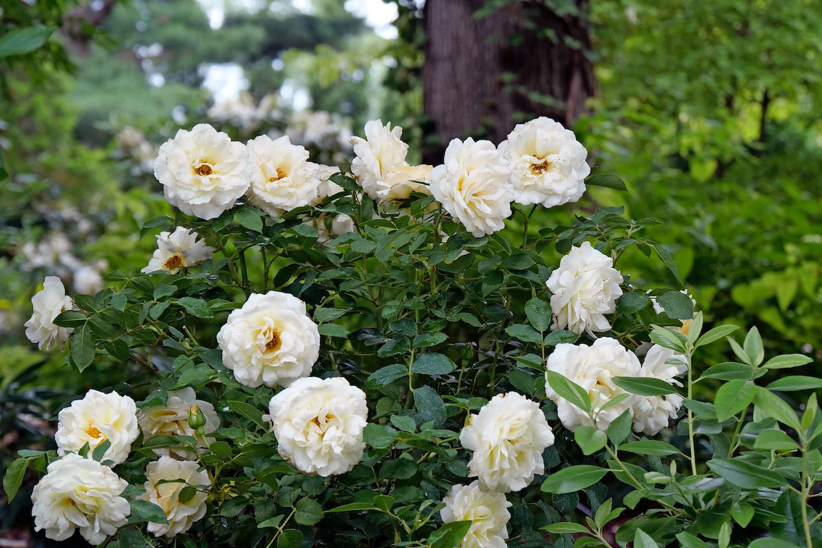 Pw Rosa Reminiscent Crema P1072054