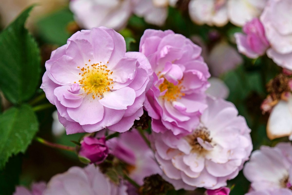fragrant roses Pw Rosa Rise Up Lilac Days P1071700