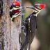 Birds in Swamps: Where Woods Meet Water