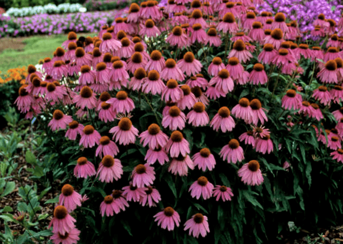 Kim's Knee High coneflower
