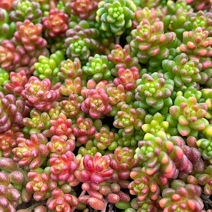 Sedum Album Coral Carpet 1