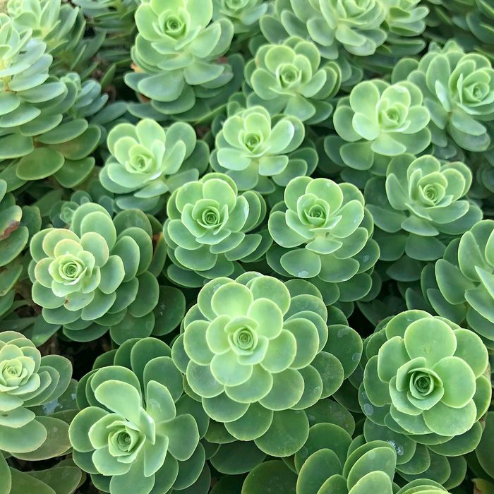 Sedum Anacampseros Evergreen Orpine 1