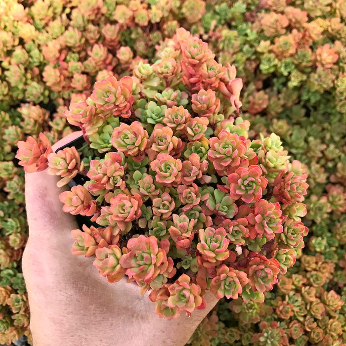 Sedum Nevii Pink Form Stonecrop 1