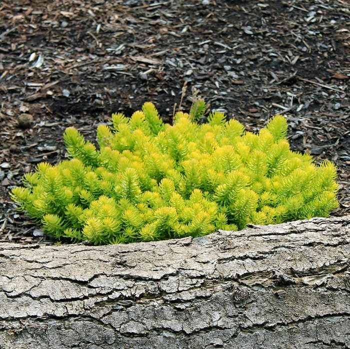 Sedum Reflexum Angelina Stonecrop 1