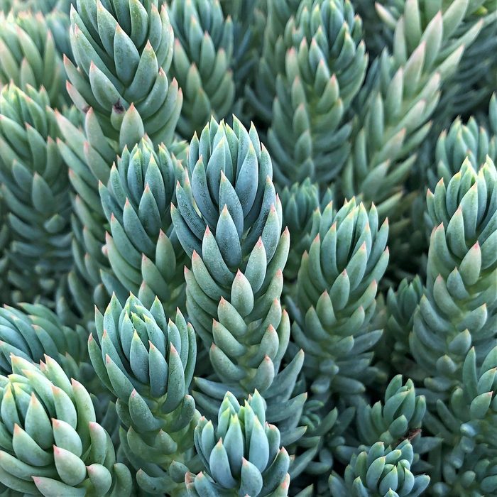 Sedum Reflexum Spanish Blue Select 1