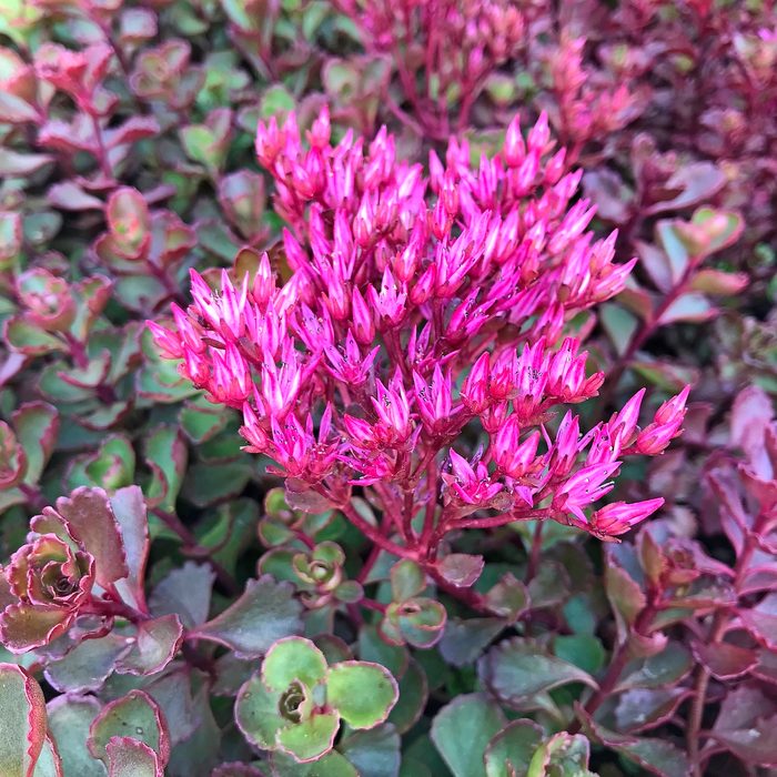 Sedum Spurium Voodoo 1