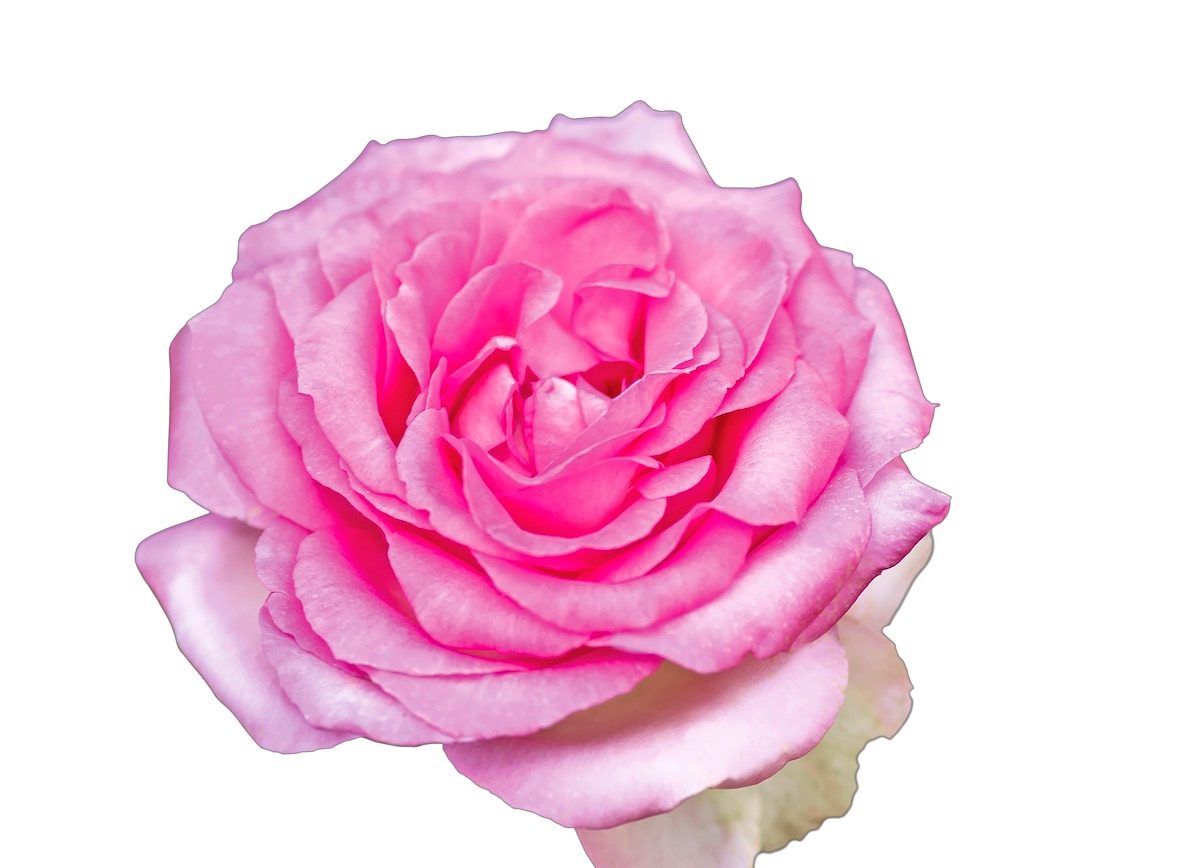 Star Eleganzabeverly Blooms 009