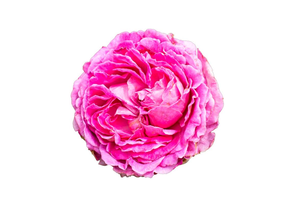 Star Raspberrycupcake Blooms 011