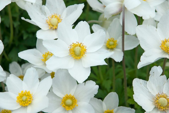 Wg Hi22576anemone