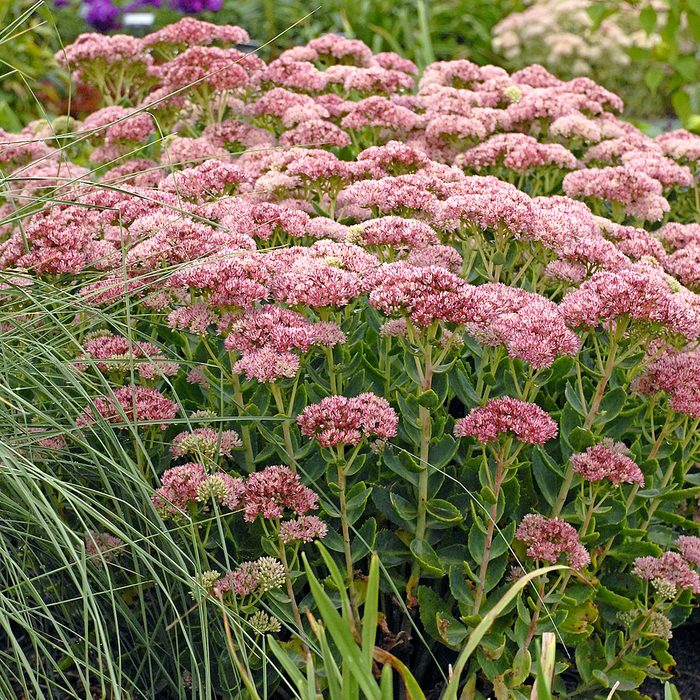 Walters Sedum Autumn Fire 1