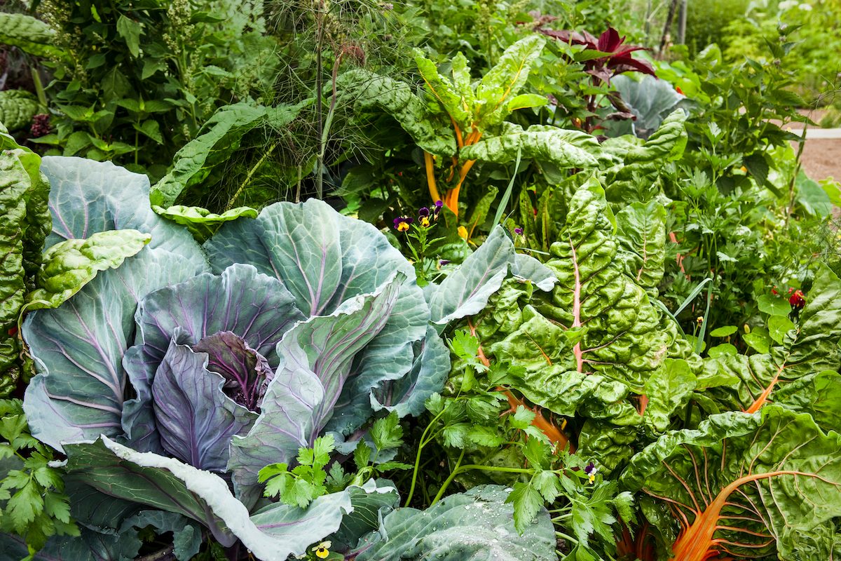 Holt 996 142.cr2, cool weather vegetables