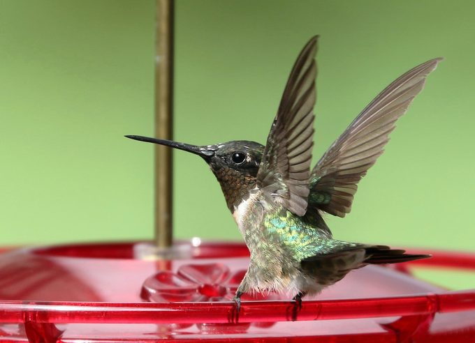 ruby throated hummingbird