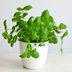 12 Houseplants You’ll Probably Regret